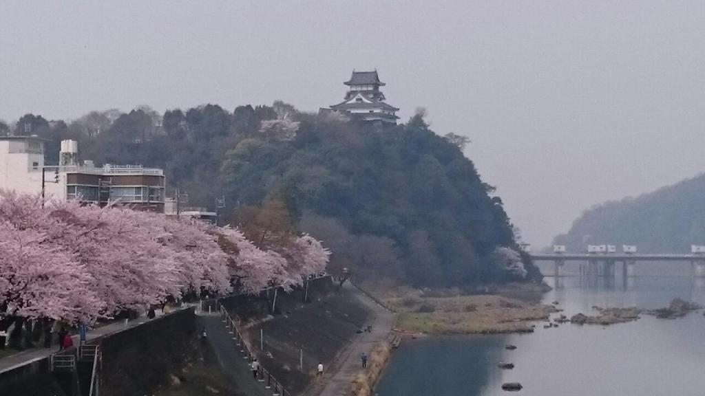 国宝犬山城の桜の便りーお客さまのメールよりー