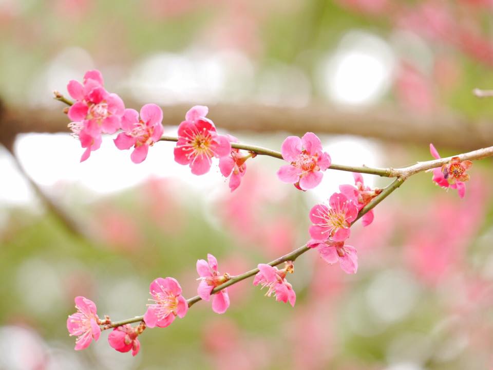 春は　巡って。ー米沢の花便り　かえでさんの写真よりー