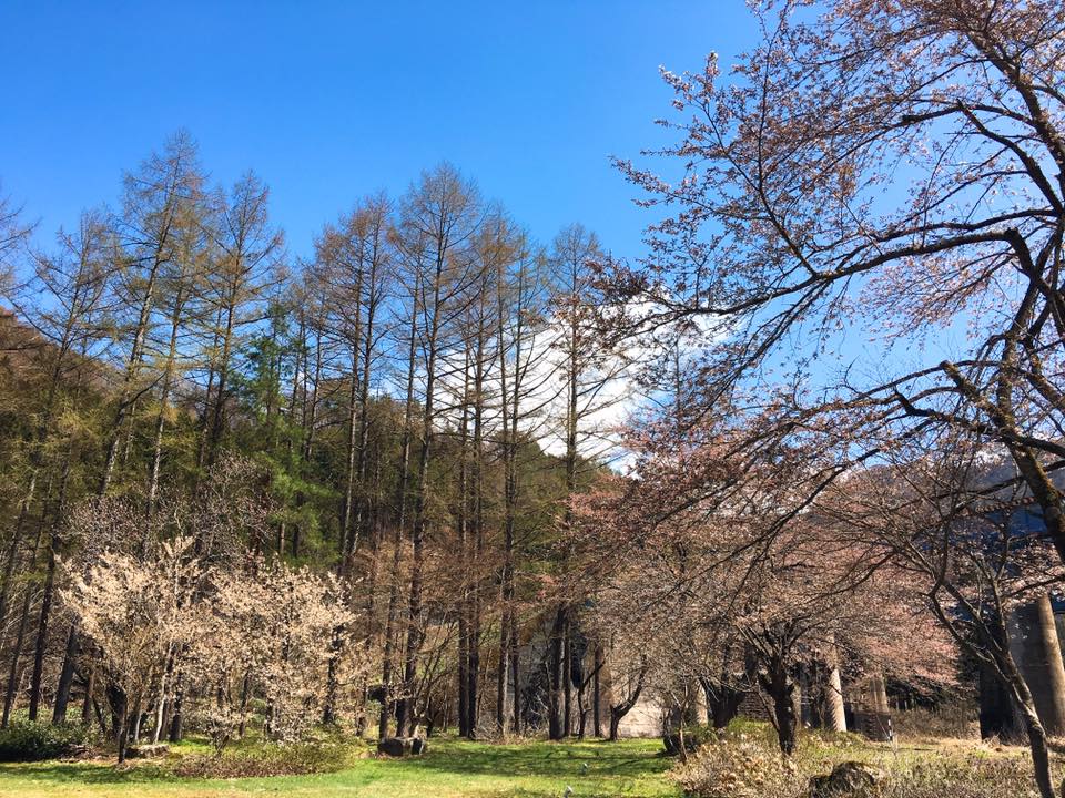 すみれガーデンの桜も咲き始めました♪ー米沢の花便り2016ー