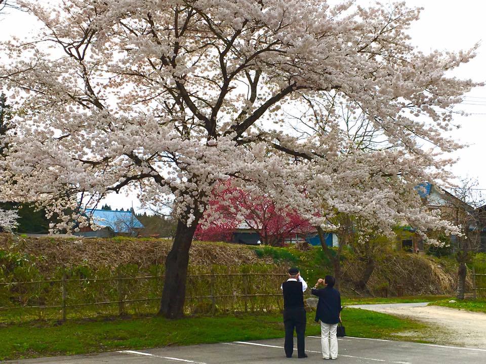 4月20日お宿の桜が満開になりました♪partⅡ－米沢の花便り２０１６－