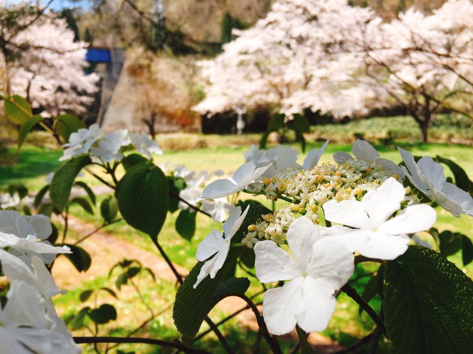 4月20日お宿の桜が満開になりました♪partⅡ－米沢の花便り２０１６－
