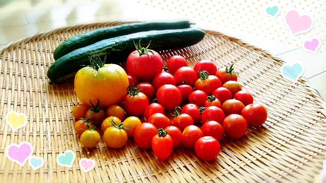 お宿で話題になった家庭菜園のトマトをみせてくれた