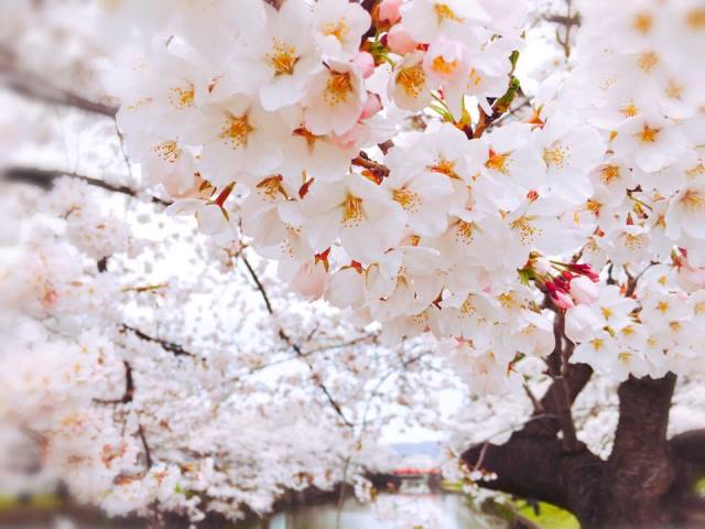 上杉神社・松が岬公園の桜が満開です！ー山形・米沢のお花見2016ー