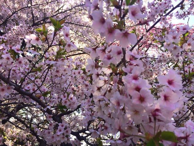 桜の便りが次々と。仙台、山形でおすすめの花見スポット♪