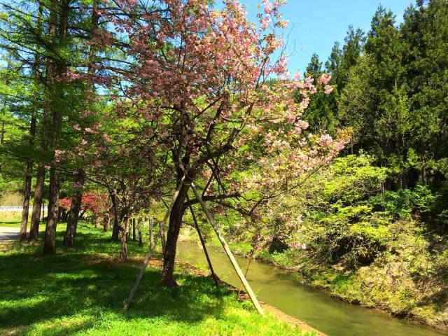 ふわふわな八重桜と爽やかな5月の風に心癒されて。