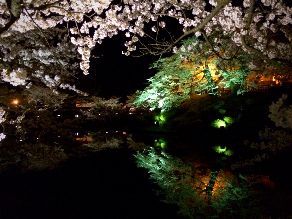 満開の桜♪上杉神社はお昼も夜も花見におすすめです☆