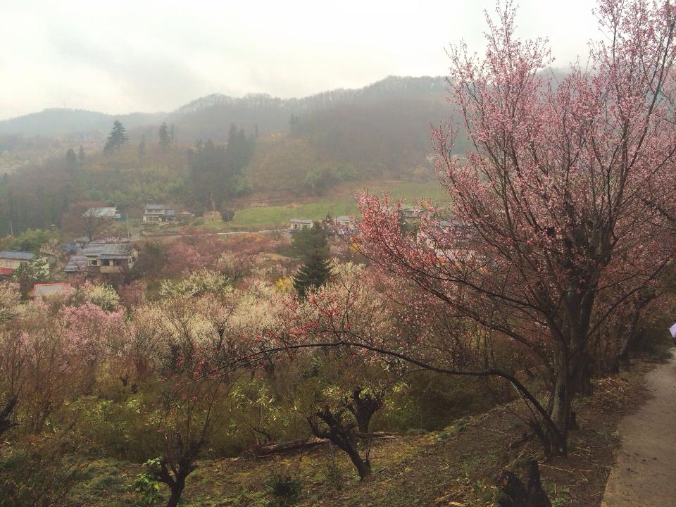 山形・米沢の桜には早いという時期でも、福島の花見山なら大満足できる！