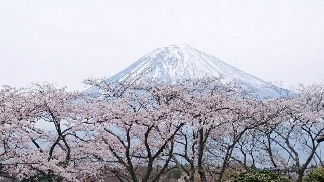 桜の便りが次々と。仙台、山形でおすすめの花見スポット♪