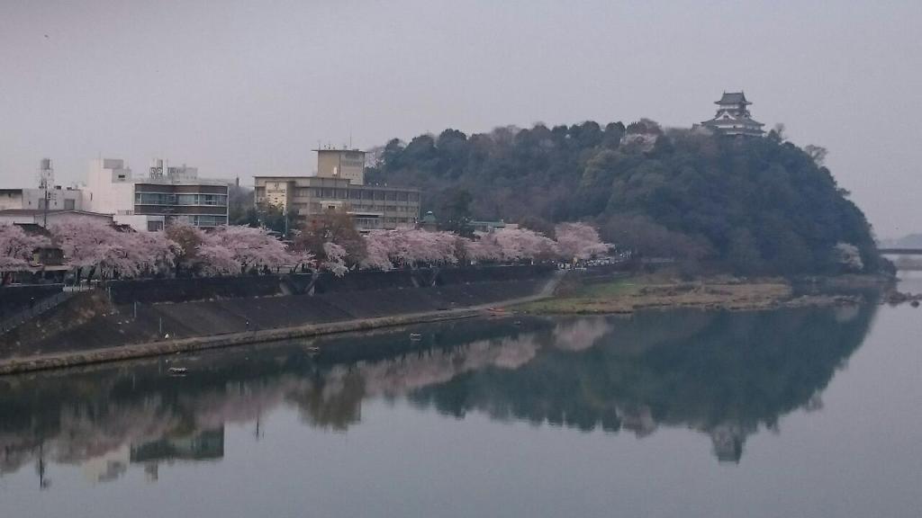 国宝犬山城の桜の便りーお客さまのメールよりー