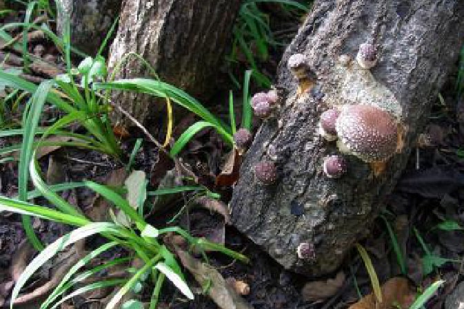 山菜・きのこ山口農園