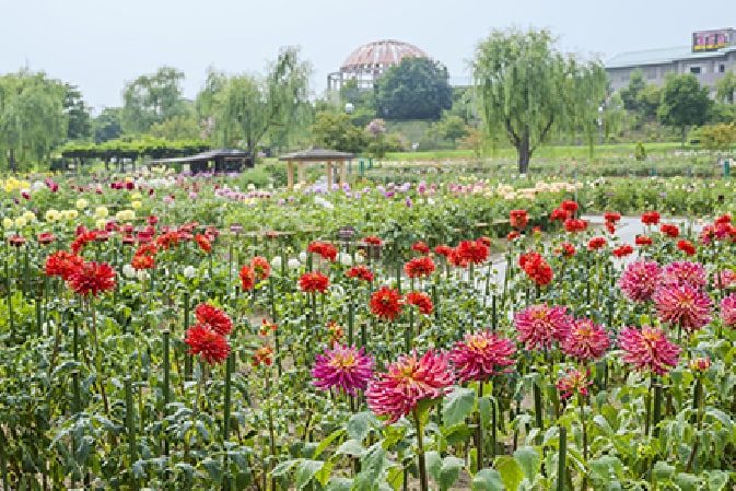 川西ダリヤ園