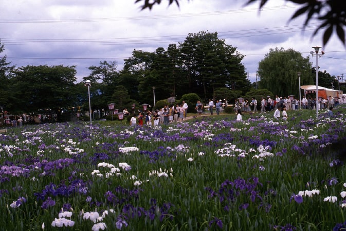 長井あやめ公園