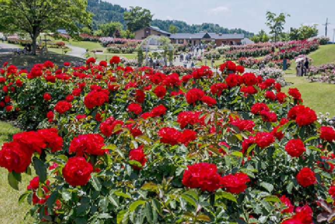 東沢バラ公園