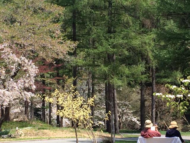 百花斉放 春らんまん♪ーすみれガーデンの花たちー