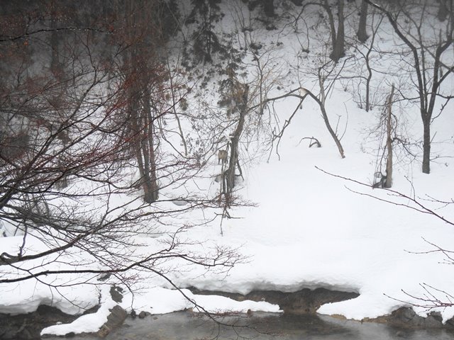 時の宿すみれに日本カモシカ出没!!