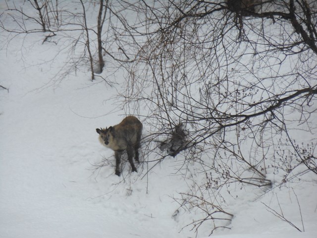 時の宿すみれに日本カモシカ出没!!