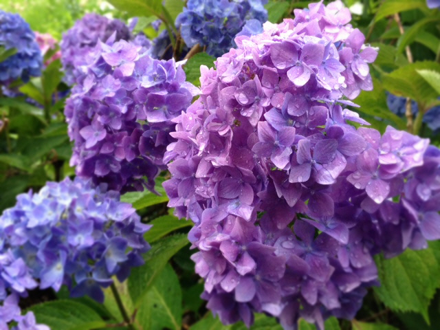 雨に嬉しそう すみれのあじさい