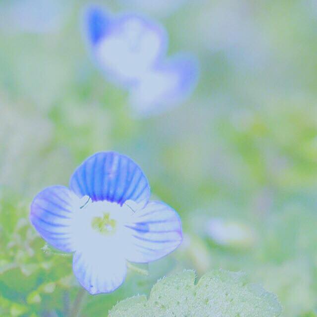 気になっていた花の名は「星の瞳」だった!-かえでさんの写真より-