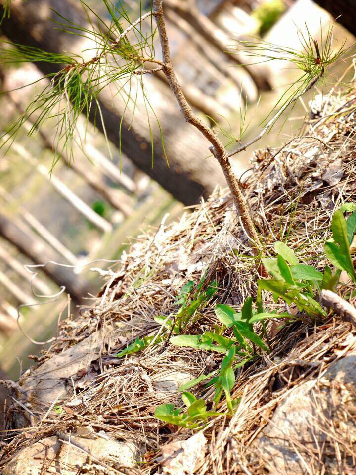 見つけた時は 岩に生えた松は まるで子供みたいに