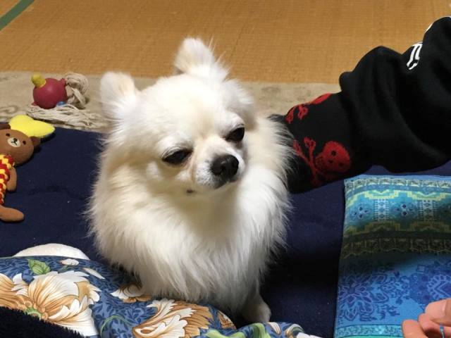 自然栽培農家の十四代中川吉右衛門とこまちゃん。そして福のこと。