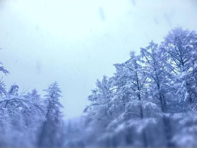 今朝のすみれガーデンより カラマツロード