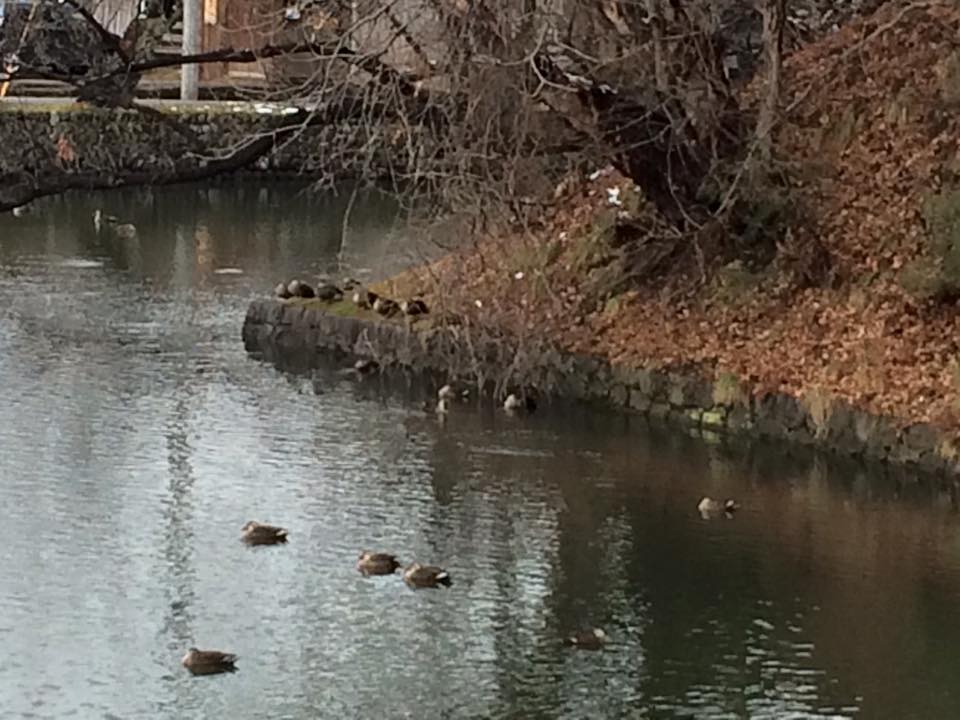 鴨がたくさんいましたよ~♪^^かわいかったな。