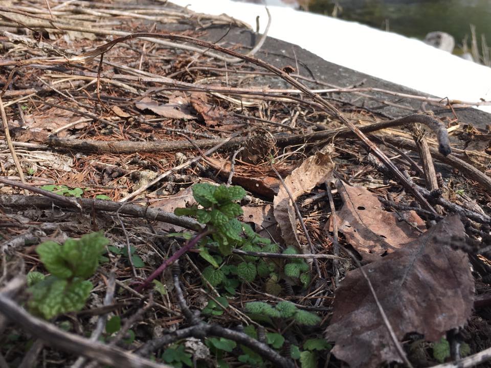 身近な春に、 あたりまえに季節が巡ってくることに 感謝ですね♪ー米沢の春ー