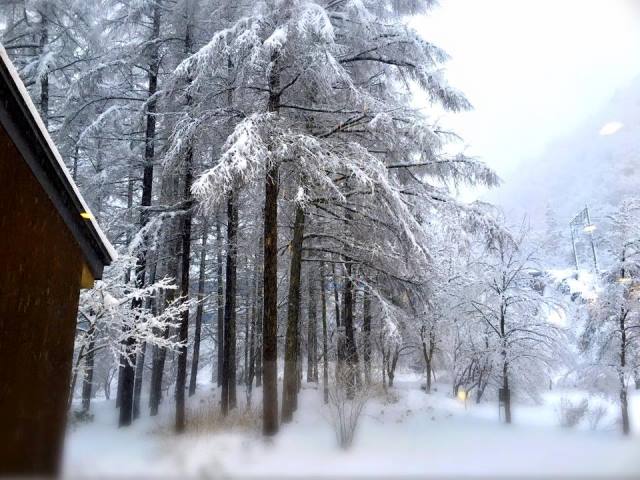 今日のすみれガーデン