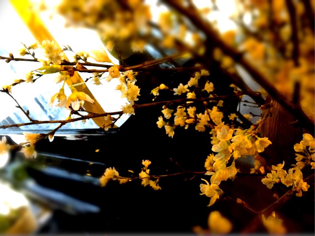 ラウンジに活けた 啓翁桜も 満開ですよ^^