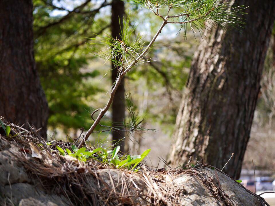 去年の4月23日の写真 岩に生えた松の木♪