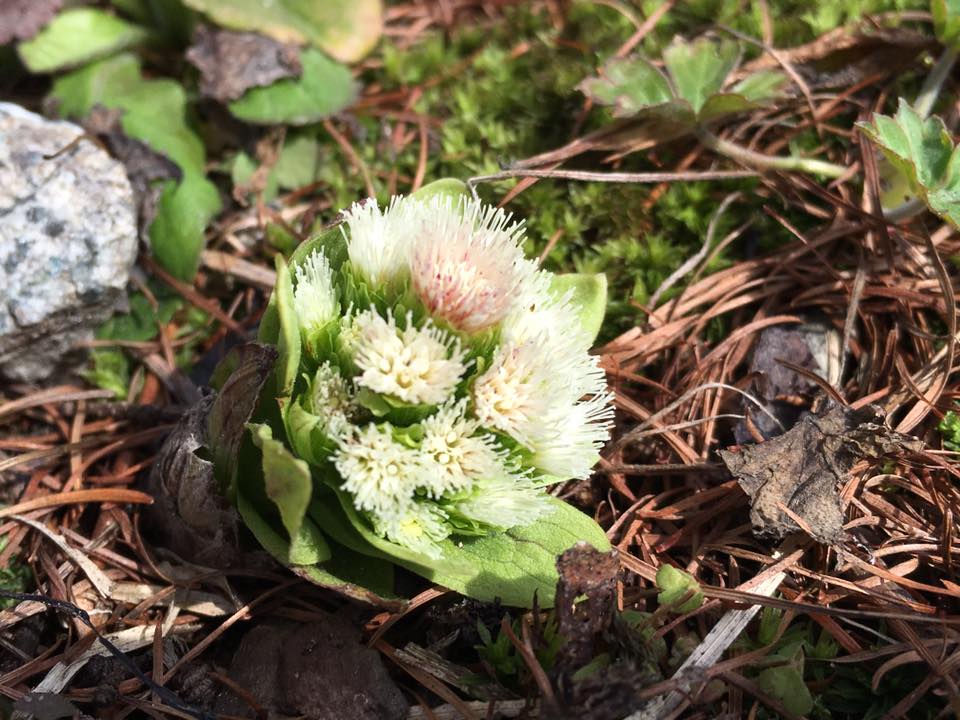 身近な春に、 あたりまえに季節が巡ってくることに 感謝ですね♪ー米沢の春ー