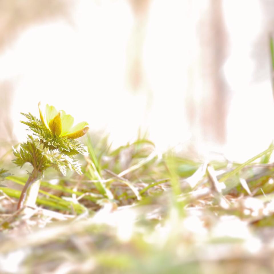 ゆっくりと 観賞してほしい すみれガーデンの福寿草♪ーかえでさんの写真よりー