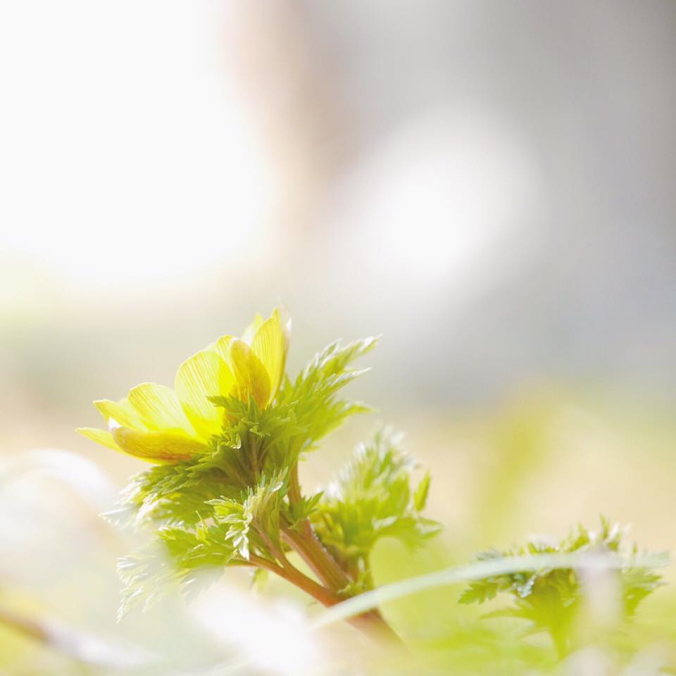 ゆっくりと 観賞してほしい すみれガーデンの福寿草♪ーかえでさんの写真よりー