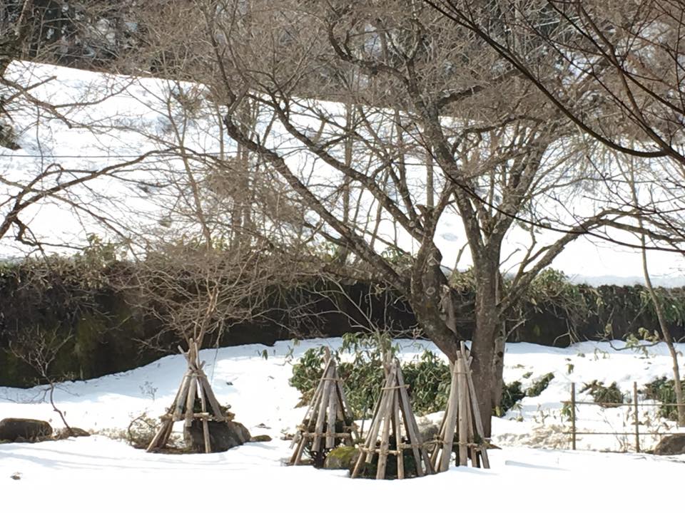 身近な春に、 あたりまえに季節が巡ってくることに 感謝ですね♪ー米沢の春ー