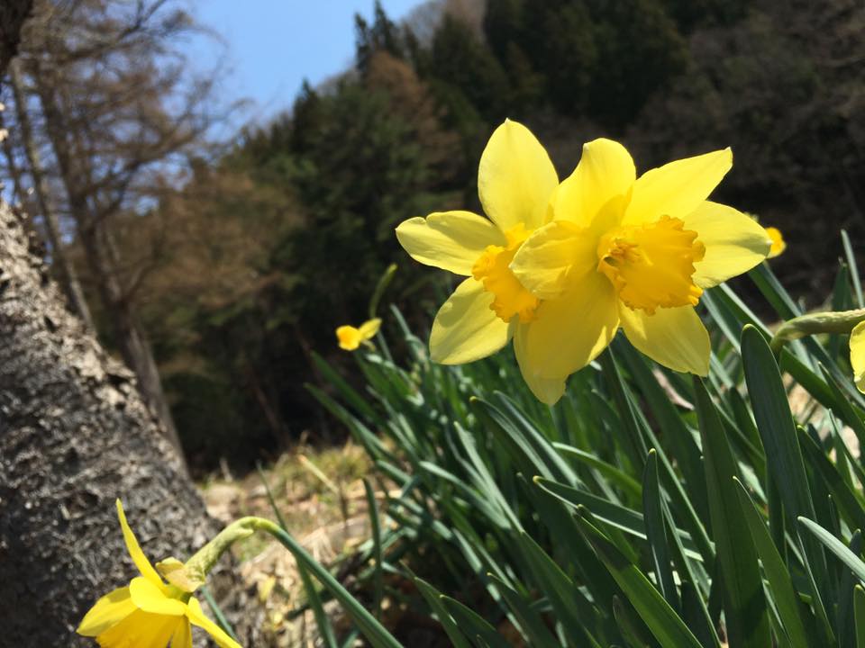 4月13日のお花見なら会津若松・鶴ヶ城が良いと思います♪