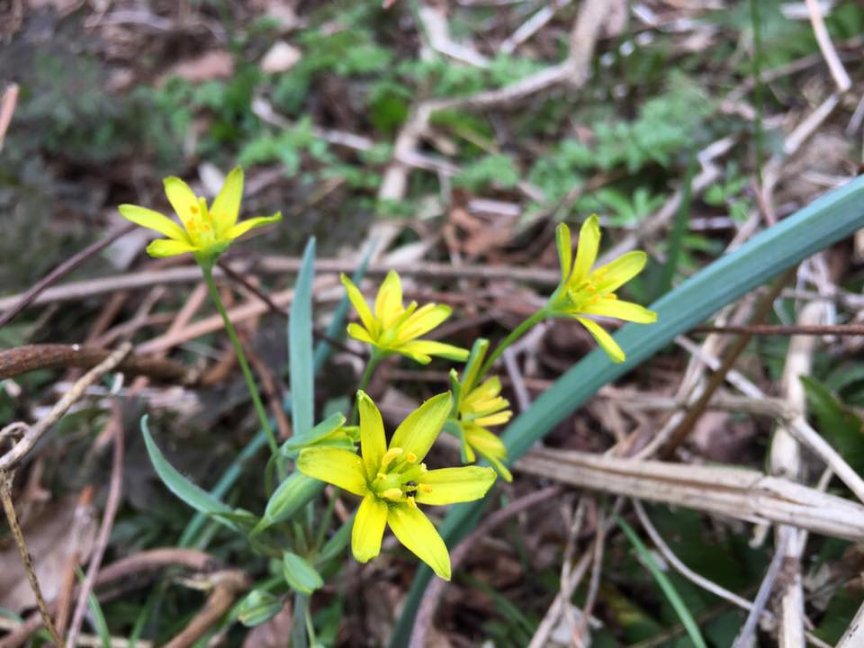 梅や山野草、桜まで咲きました!ーすみれの花便りー