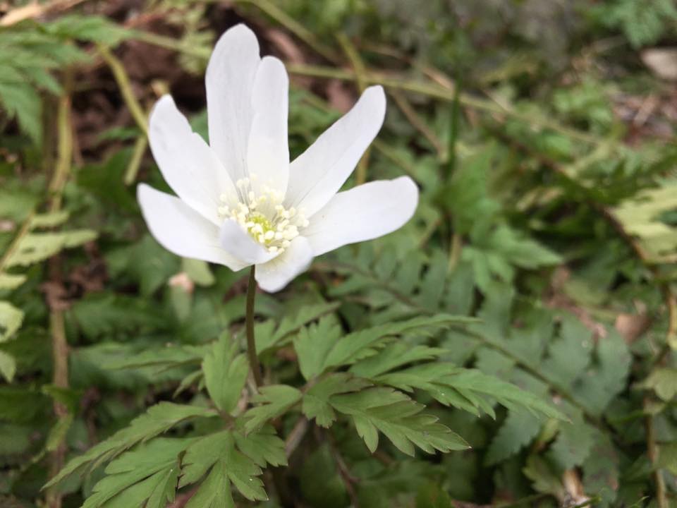 梅や山野草、桜まで咲きました!ーすみれの花便りー
