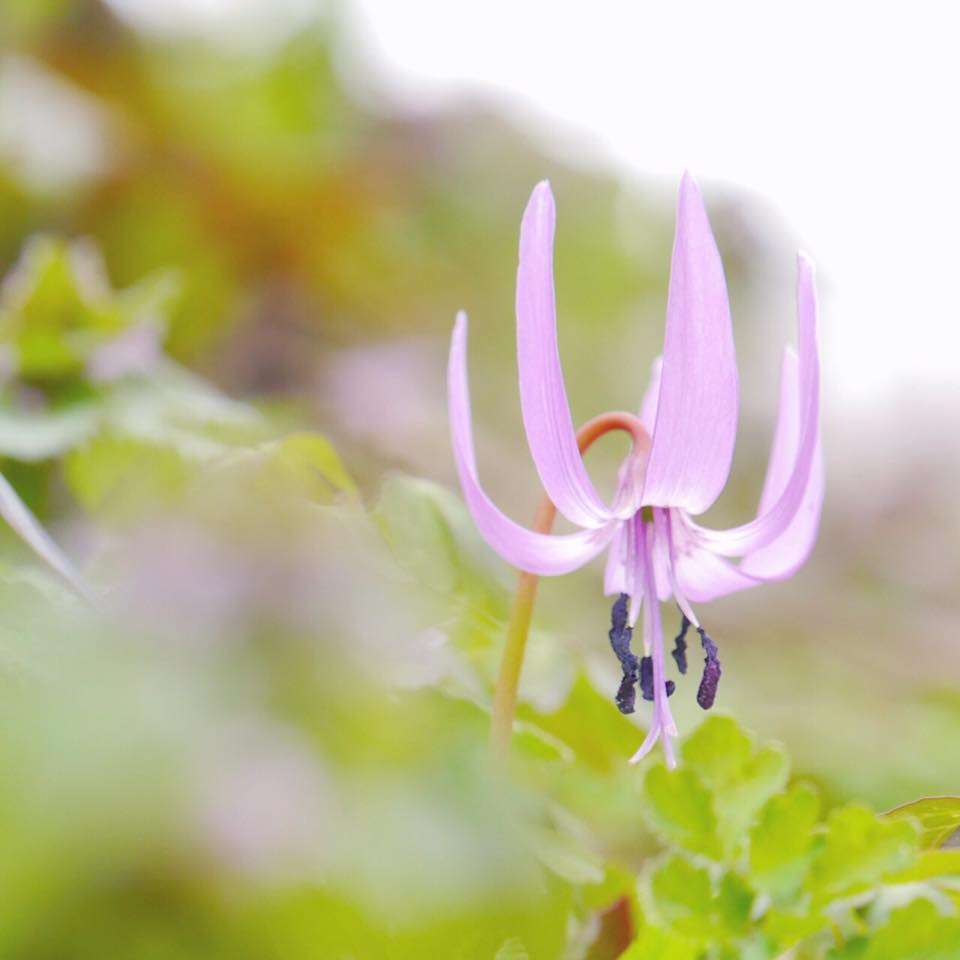 春は 巡って。ー米沢の花便り かえでさんの写真よりー
