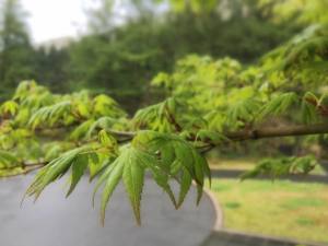 すみれのぶたコーナーと　お誕生日の温泉旅行♪ー新緑の季節にー