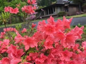 すみれのぶたコーナーと　お誕生日の温泉旅行♪ー新緑の季節にー