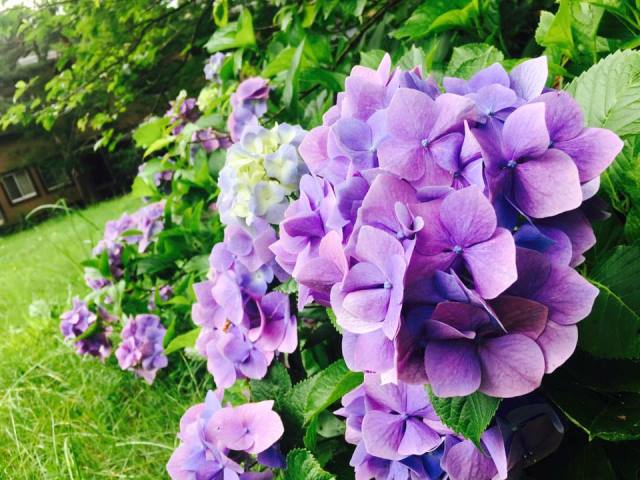 満開のあじさいと あやCafé♪ーすみれのひとときー