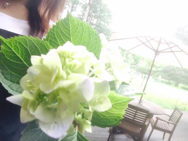 館内に生けるあじさいを摘んで