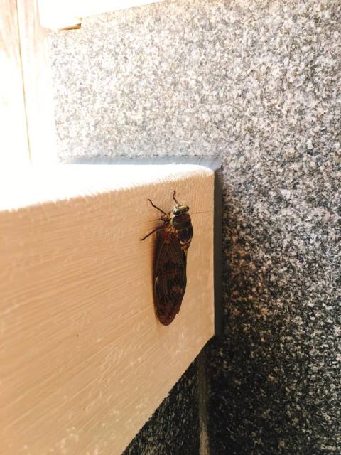 虫とネコとサルと…ー米沢・湯の沢温泉のあるところ編ー