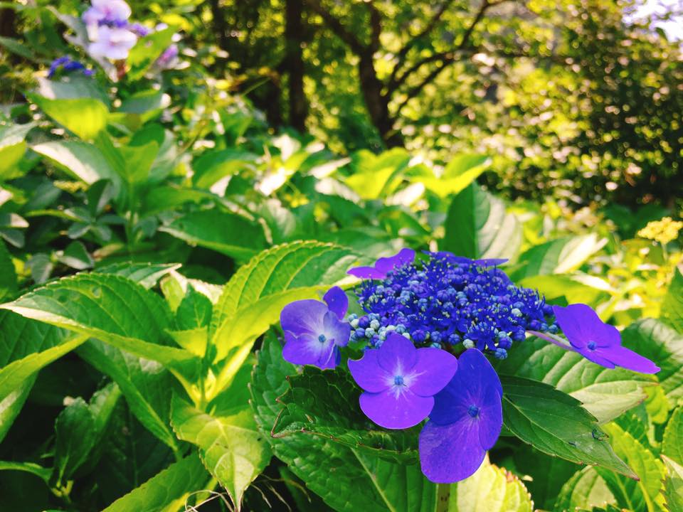 本格的な真夏日!スタミナばっちり!酵素たっぷり甘酒もGET♪