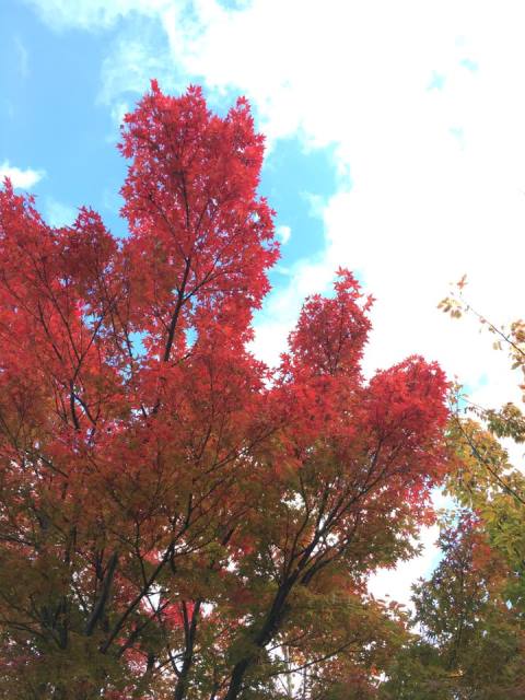 米沢お宝まるごと収穫祭で軽いランチやおやつをGET錦秋の米沢を満喫してね~!