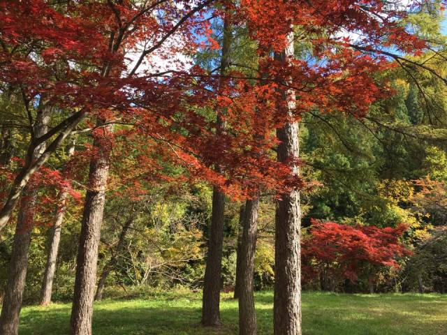 米沢お宝まるごと収穫祭で軽いランチやおやつをGET錦秋の米沢を満喫してね~!
