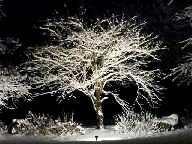 雪のすみれ写真館♪静かに咲く冬の華☆