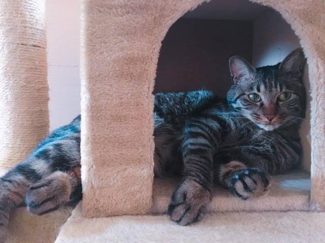 ネイルサロンの猫の名前はエビ♪ 