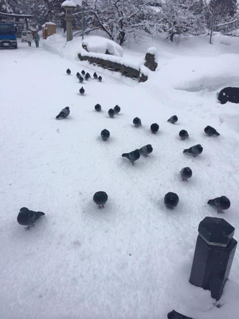 えさを持っていない時のわたし達には見向きもしなかったのに