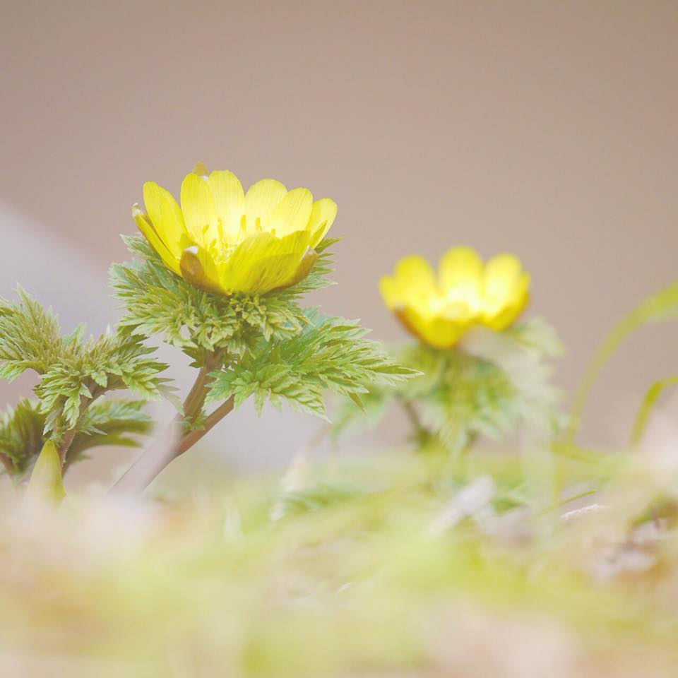 ゆっくりと 観賞してほしい すみれガーデンの福寿草♪ーかえでさんの写真よりー